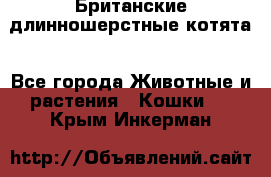 Британские длинношерстные котята - Все города Животные и растения » Кошки   . Крым,Инкерман